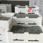 Sequestrata Una Tonnellata e Mezza di Sardella Bianca a Corigliano Rossano