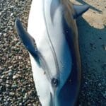 Delfino sulla spiaggia Corigliano Rossano - Calabria