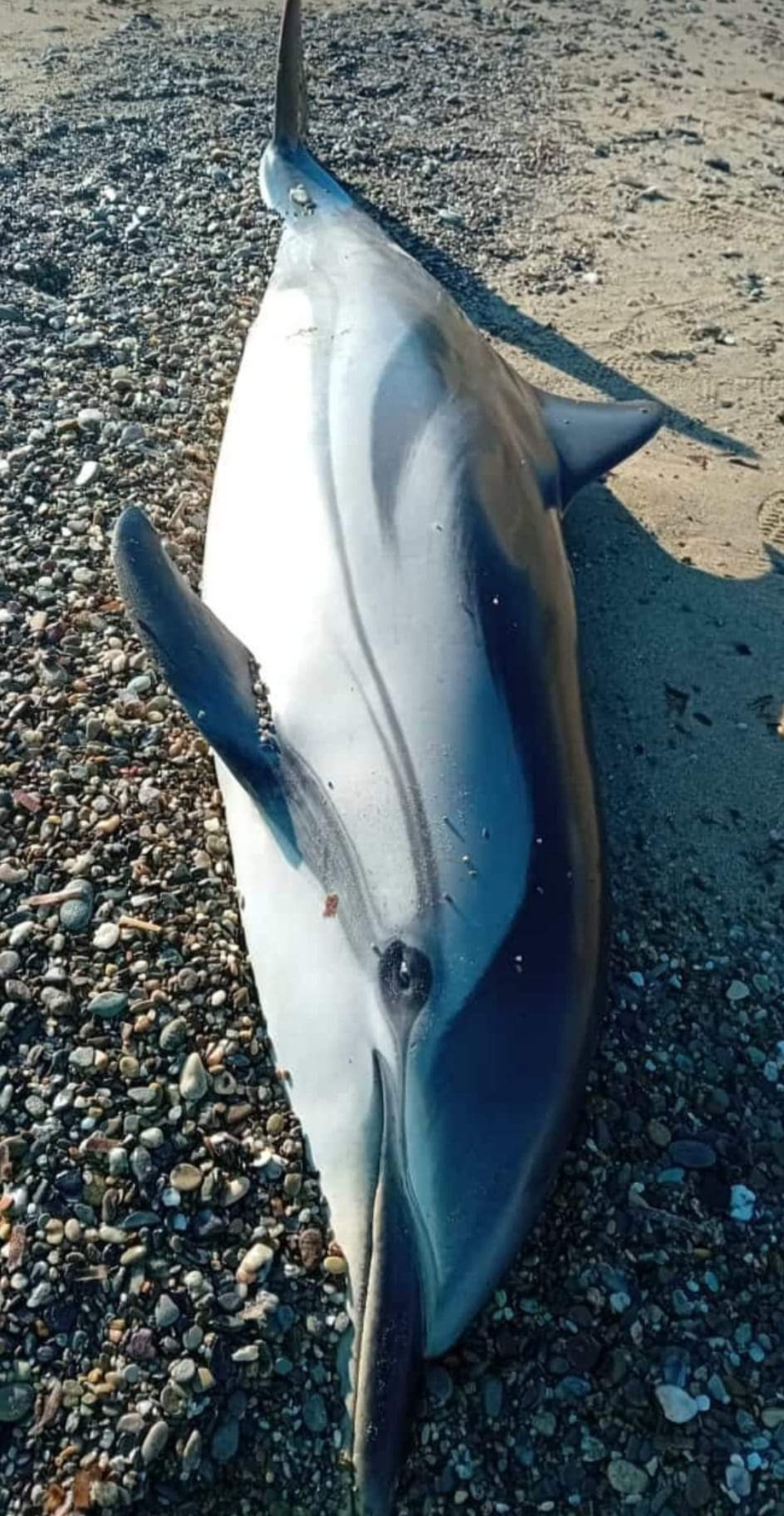 Delfino sulla spiaggia Corigliano Rossano - Calabria